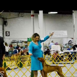 Vizsla All Grown Up from Arailek Vizslas