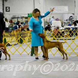 Vizsla All Grown Up from Arailek Vizslas