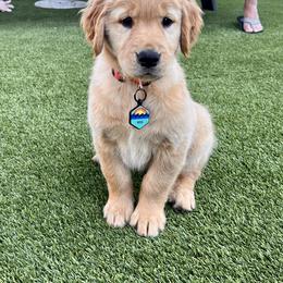 Golden Retriever Puppies from Martinez Desert Goldens