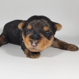 Red collar boy - Black and tan male Yorkshire Terrier puppy in Jacksonville, Florida from Yorkieology