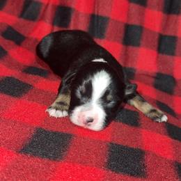 Clyde - Black tri male Miniature Australian Shepherd puppy in Liberty, Mississippi from Liberty Oaks Aussies and Dachshunds