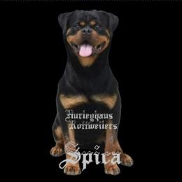 Spica - Black and mahogany female Rottweiler puppy in Holts Summit, Missouri from Hurleyhaus Rottweilers