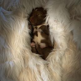 Pomsky and Siberian Husky Puppies from Kristie’s Husky Haven