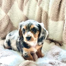 The Hudson hornet - Gray (blue) and cream male Dachshund puppy in Floral City, Florida from Daisy's Doxies