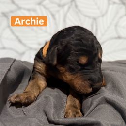 Archie (orange) - Black and tan male Airedale Terrier puppy in Akron, Ohio from Green Family Companion Kennel, LLC