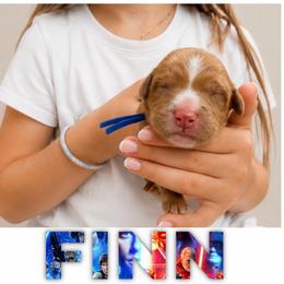 FINN - Red  male Goldendoodle puppy in Minneapolis, Minnesota from The Golden Roo