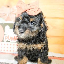 Darla - Phantom female Goldendoodle puppy in Antlers, Oklahoma from Rocking H