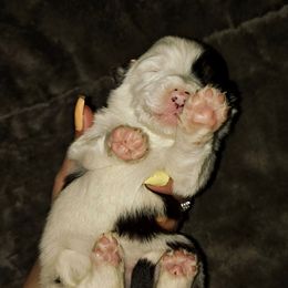 Pebble - Blue merle male Toy Australian Shepherd puppy in Phoenix, Arizona from LuminAussies - Toy Australian Shepherd