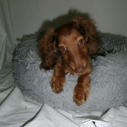 Swan - Dachshund