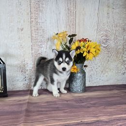 Rose - Black and white female Pomsky puppy in Arthur, Illinois from Peace Road Puppies