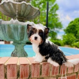 Seraphina - Black tan and white female Biewer Terrier puppy in Iva, South Carolina from Petit Bijou