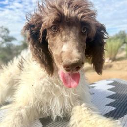 Felicity - Parti female Poodle puppy in Meadowbrook, California from Standard Poodle Pups