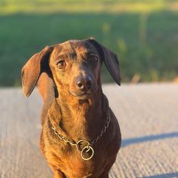 Lady bug - Dachshund