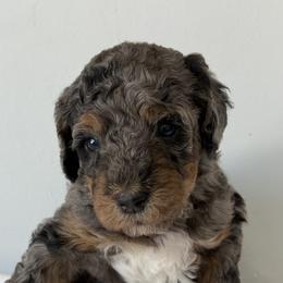 Lance - Blue merle male Bernedoodle puppy in Sandy, Utah from Hudson Foxx Puppies