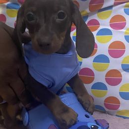 Chorizo - Chocolate and tan male Dachshund puppy in New York, New York from Sausagedog-NYC