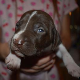 Champ - light pink - Liver and white female German Shorthaired Pointer puppy in Riverdale, Michigan from Ninemire Farm