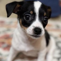 Annie - Black and white female Chihuahua puppy in Amity, Pennsylvania from Rhoda and Verna