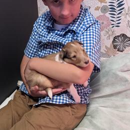 Collie Puppies from Nine Eves