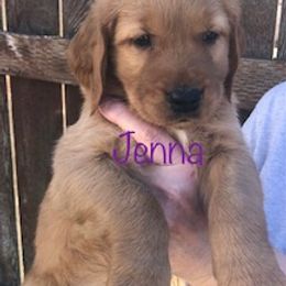 "Our biggest girl!" Golden Retriever Puppies from Karen's Goldens