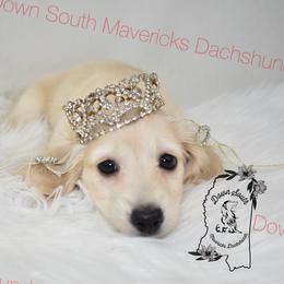Light cream girl - Cream female Dachshund puppy in Seminary, Mississippi from Down South Mavericks Dachshunds