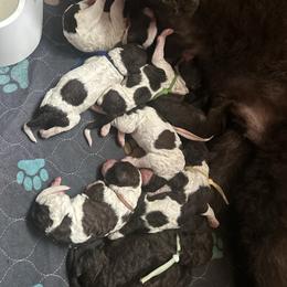 Poodle puppies from Chocolate Pet Connection