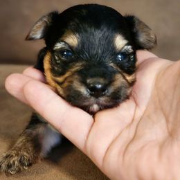 Tootsie Roll ( Yorkie Poo mix ) - male Yorkipoo puppy in West Enfield, Maine from GRIFFEY'S SPA AND KENNEL
