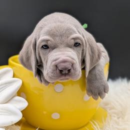 Doc Brown - Silver gray male Weimaraner puppy in Evart, Michigan from Drehbar Weimaraners