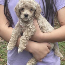 Red Collar - Apricot male Poodle puppy in Macon, Georgia from Mystic Mini Poodles