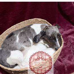 Pookie - Dachshund