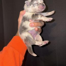 Skye - Blue merle female Pomeranian puppy in Okmulgee, Oklahoma from 918 Pomeranians