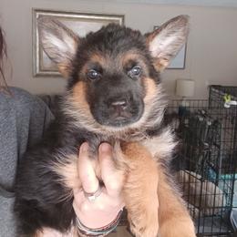 Purple - Black and red female German Shepherd puppy in Gustavus, Ohio from Cross Kreek Kennels