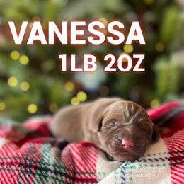 Vanessa - Chocolate female Labrador Retriever puppy in Puyallup, Washington from 12 Door Farm Labradors