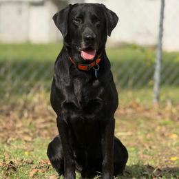 Chaos - Labrador Retriever