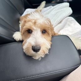 Cavapoo, Cockapoo, and Poodle Puppies from Heavenly Puppies to Love
