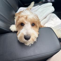 Cavapoo, Cockapoo, and Poodle Puppies from Heavenly Puppies to Love