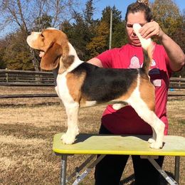Bernard - Beagle