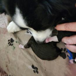 Prosperity - Red & white female Miniature Australian Shepherd puppy in Marysville, Washington from Garay Mini Aussies
