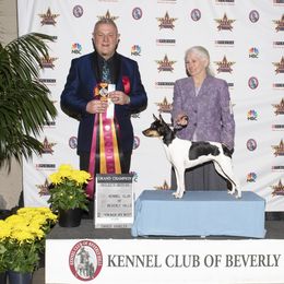 Rat Terrier All Grown Up from Sugarloafer Rat Terriers
