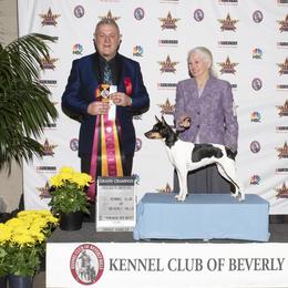 Rat Terrier All Grown Up from Sugarloafer Rat Terriers