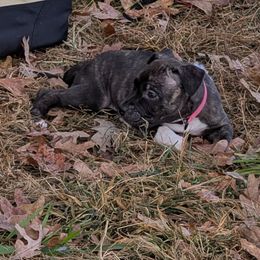 Kirby - Black brindle female American Staffordshire Terrier puppy in Hohenwald, Tennessee from AptiBull Terriers