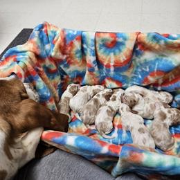Basset Hound Puppies from Hilliards Basset Hound Buddies