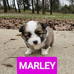 Pembroke Welsh Corgi Puppies from McGraw's Paws 🐾