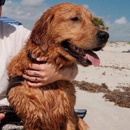 Noah - Golden Retriever