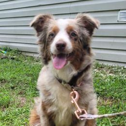 Miniature Australian Shepherds from Deborah Weenick