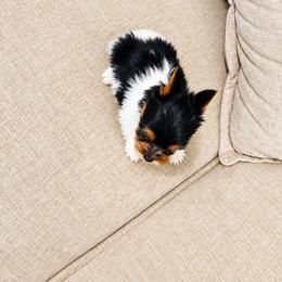 Yorkshire Terrier Puppies from Kashmir Yorkies