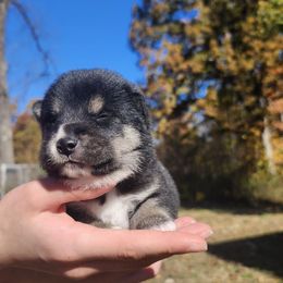 Ted - Black and tan male Shiba Inu puppy in Illinois from Precious-Puppies
