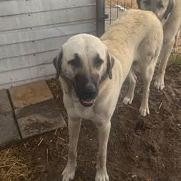 Sophie - Anatolian Shepherd Dog