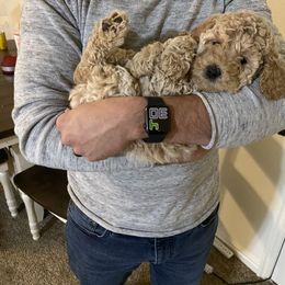 Bernedoodle and Labradoodle Puppies from Royal Doodles
