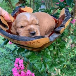 Cocker Spaniel Puppies from Blackberry Farm Cockers