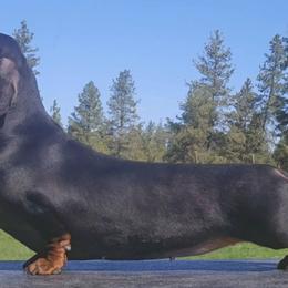 Ashley - Dachshund
